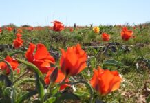 В горах Туркестанской области провели акцию по сохранению тюльпанов