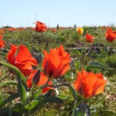 В горах Туркестанской области провели акцию по сохранению тюльпанов