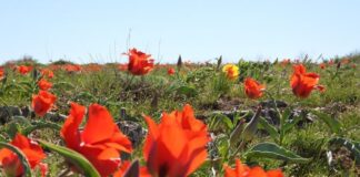 В горах Туркестанской области провели акцию по сохранению тюльпанов