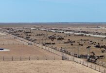 Крупнейший откормочный комплекс возводят в Туркестанской области