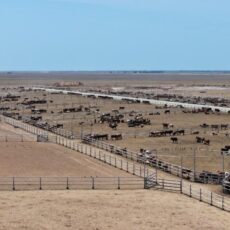 Крупнейший откормочный комплекс возводят в Туркестанской области