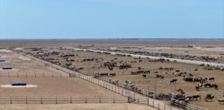 Крупнейший откормочный комплекс возводят в Туркестанской области