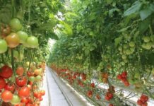 В Туркестанской области запускают крупнейшую теплицу страны