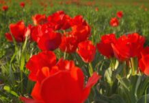 В Туркестанской области расцвёл символ весны — тюльпан Грейга