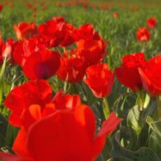 В Туркестанской области расцвёл символ весны — тюльпан Грейга