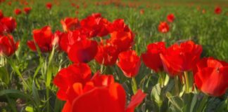 В Туркестанской области расцвёл символ весны — тюльпан Грейга
