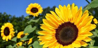 Фитосанитарные службы предотвратили ввоз зараженных семян