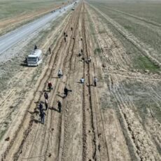 Более 25 тысяч деревьев высажено вдоль трассы «Шолаккорган — Туркестан»