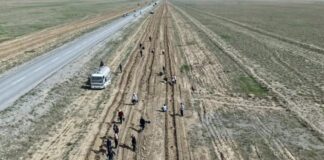 Более 25 тысяч деревьев высажено вдоль трассы «Шолаккорган — Туркестан»