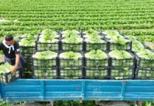 Урожай ранней капусты отправили на экспорт из Туркестанской области