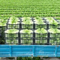 Урожай ранней капусты отправили на экспорт из Туркестанской области