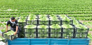 Урожай ранней капусты отправили на экспорт из Туркестанской области