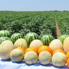 Форвардные контракты на овощи обсудили в Туркестанской области