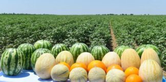 Форвардные контракты на овощи обсудили в Туркестанской области