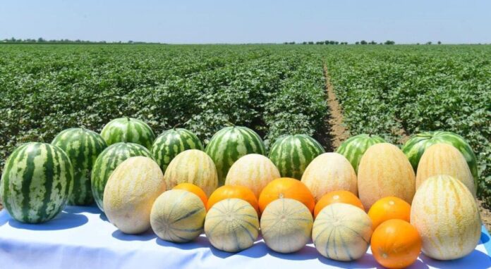 арбузы дыни