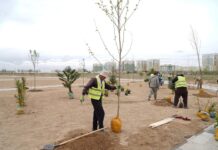 В Туркестанской области высадили 31 тысячу саженцев и вывезли 2 тысячи тонн мусора