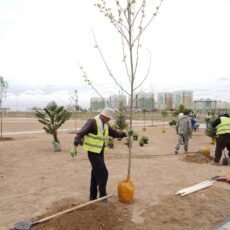В Туркестанской области высадили 31 тысячу саженцев и вывезли 2 тысячи тонн мусора
