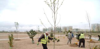 В Туркестанской области высадили 31 тысячу саженцев и вывезли 2 тысячи тонн мусора