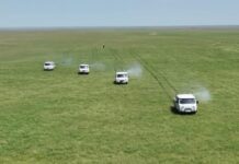 В Туркестанской области выявлены новые очаги саранчи