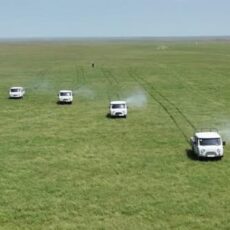 В Туркестанской области выявлены новые очаги саранчи