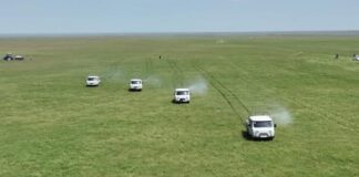 В Туркестанской области выявлены новые очаги саранчи