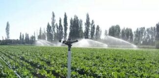 Фермеры Тюлькубасского района переходят на водосберегающие технологии