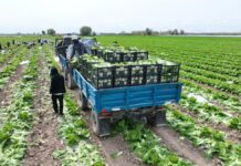 Туркестанские аграрии экспортируют раннеспелую капусту в Россию