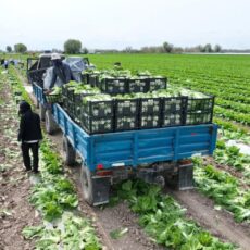 Туркестанские аграрии экспортируют раннеспелую капусту в Россию