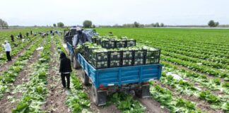 Туркестанские аграрии экспортируют раннеспелую капусту в Россию