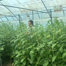 Школьники Шымкента осваивают современные агротехнологии