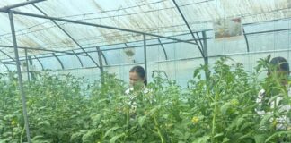 Школьники Шымкента осваивают современные агротехнологии