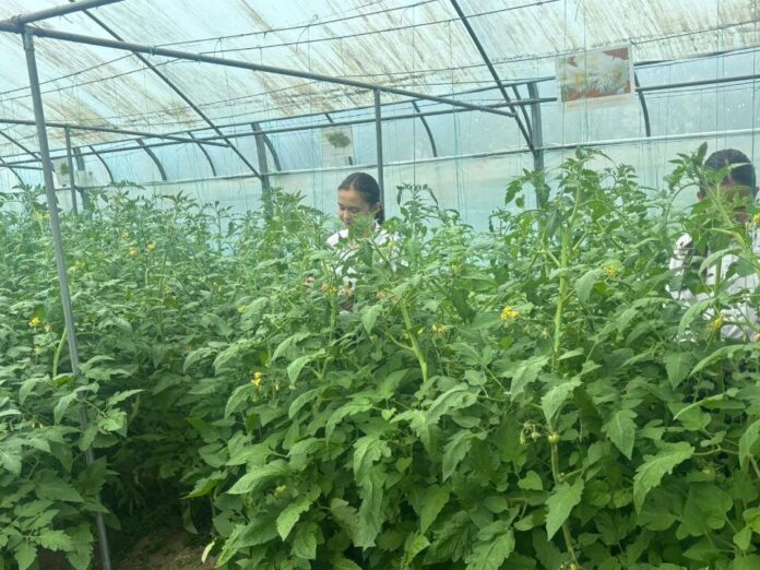 теплица в школе