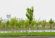 В Туркестане высадят 10 тысяч деревьев в новом экопарке