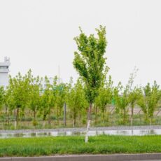 В Туркестане высадят 10 тысяч деревьев в новом экопарке