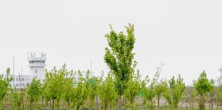 В Туркестане высадят 10 тысяч деревьев в новом экопарке