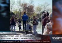 Жестокость к животным в Казахстане вызывает общественный резонанс