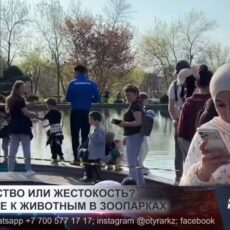 Жестокость к животным в Казахстане вызывает общественный резонанс