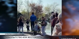 Жестокость к животным в Казахстане вызывает общественный резонанс