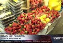 Ждать или покупать: почем клубника на базарах Шымкента?