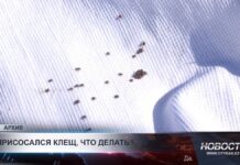 Врачи напомнили, как действовать при укусе клеща