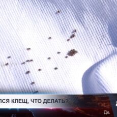 Врачи напомнили, как действовать при укусе клеща