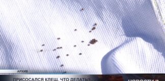 Врачи напомнили, как действовать при укусе клеща