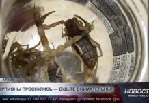 Скорпионы активизируются с приходом жары — токсикологи предупреждают о рисках укусов в ночное время
