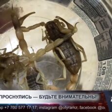 Скорпионы активизируются с приходом жары — токсикологи предупреждают о рисках укусов в ночное время