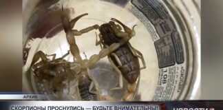 Скорпионы активизируются с приходом жары — токсикологи предупреждают о рисках укусов в ночное время
