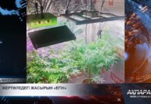 Нелегальную «плантацию» обнаружили в подвале шымкентца