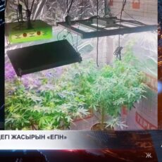 Нелегальную «плантацию» обнаружили в подвале шымкентца