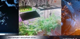 Нелегальную «плантацию» обнаружили в подвале шымкентца