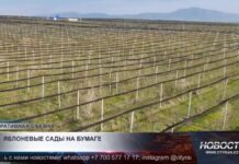 Громкое дело о яблоневых садах в Шымкенте передали в суд