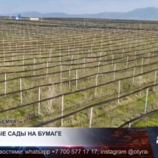 Громкое дело о яблоневых садах в Шымкенте передали в суд